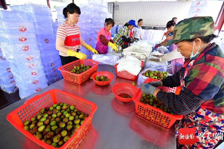 海口荔枝火热上市:网络接"荔"营销,市场行情走俏